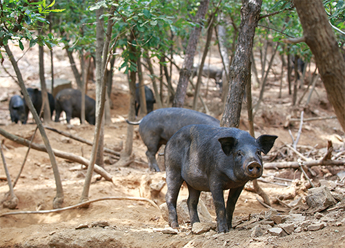 牙山黑山猪养殖基地